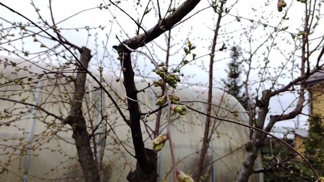 Почему гортензии в плошках.