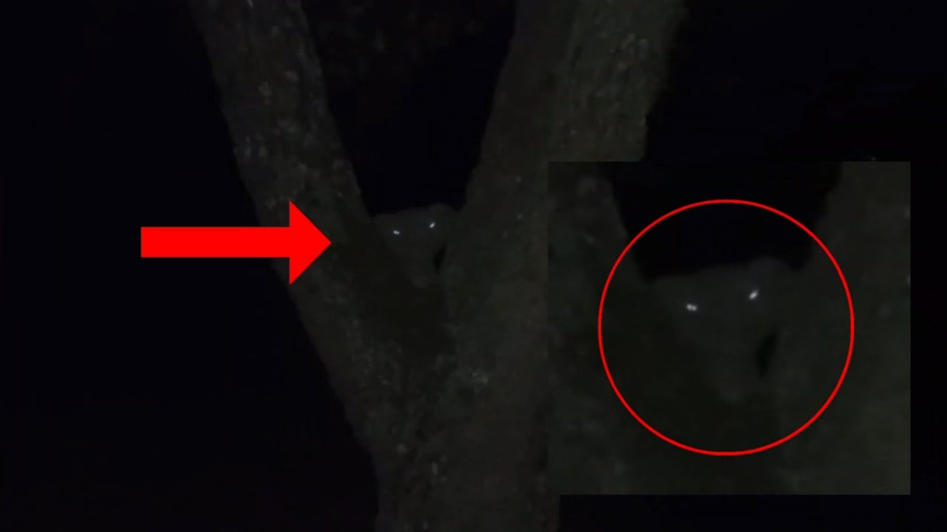 Странное жуткое существо или мифический зверь ужасно в лесу