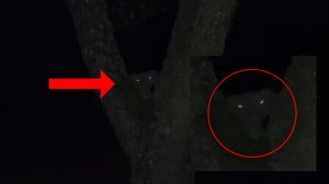 Странное жуткое существо или мифический зверь ужасно в лесу