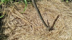 Новости с участка на юге