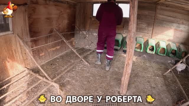 Содержание кур в домашних условиях и других птиц во дворе у Роберта  477