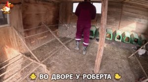 Содержание кур в домашних условиях и других птиц во дворе у Роберта 🐣🐤🦆🐔🪿🦃 (477)