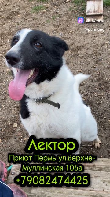 ЛЕКТОРУ жизненно необходим хозяин!