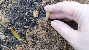 🧄 Чем подкормить чеснок весной?