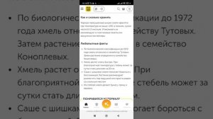 Полезные свойства Кошачьей мяты и травы шишки хмеля и как применять,видео 1 🌿🪴