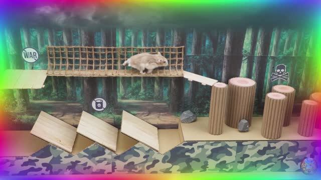 Приключения хомяков в лабиринте: найдут ли они выход?!... часть 3