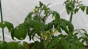 Рассада томатов брошенная хозяйкой в теплице