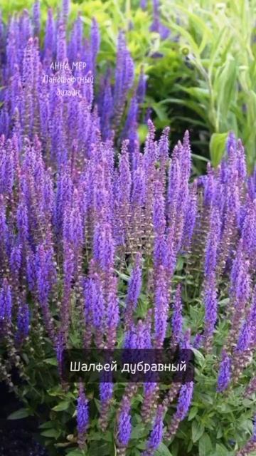 Цветник в сиреневых тонах. Озеленение  Анна Мер