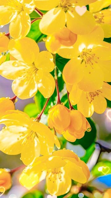 Ты - Лучшая!