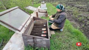 Дочка в гостях,и поработали, и отдохнули// Парник посеяла// Скоро за цыплятами//