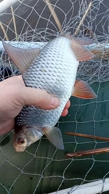 Хороший подлещик на удочку. Рай для поплавочника