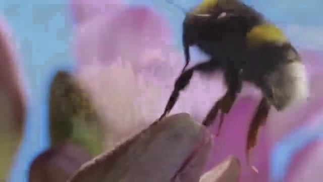 Журчат ручьи. Красивое видео.