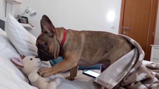 Егор и французский бульдог Бэлла