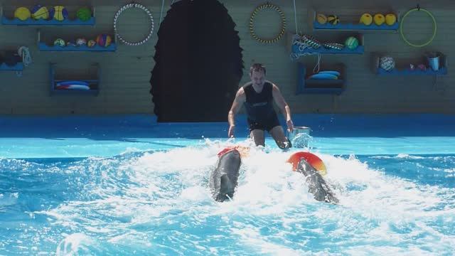 Архипо-Осиповка. Главное развлечение - дельфинарий. Классное представление для детей и взрослых.