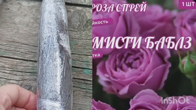 Снова купила розы   Дачные заботы 