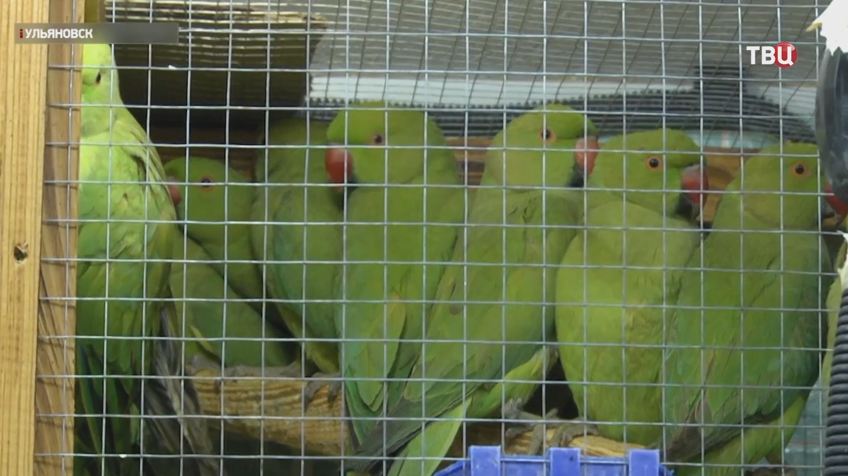 Микроавтобус с сотней попугаев задержали по пути из Узбекистана в Подмосковье