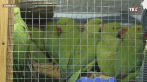 Микроавтобус с сотней попугаев задержали по пути из Узбекистана в Подмосковье