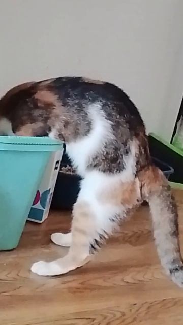 А у нас сегодня стирка! А у вас?