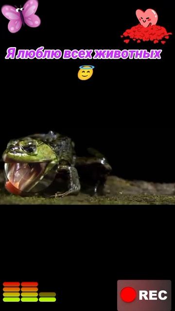 Я люблю всех животных😇