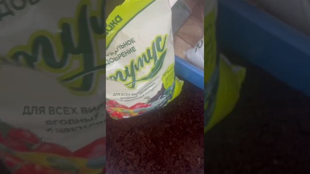 Розы со Светофора как выбрать и как посадить,часть 1