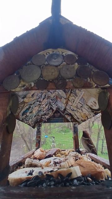 1000016275.mp4Жизнь кормушки.24.04.2026г.