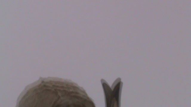 194)й РОЗА ХУТОР