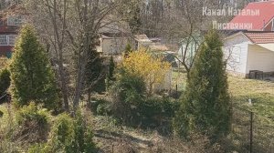 Дача 22 апреля 2026. Результаты зимовки, морозники, буйство хохлаток