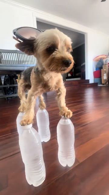 Support this little doggy with a like!😊