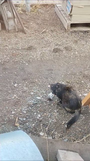 Моя добытчица😆