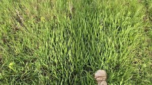 ВЕСНА 2026: ГРИБНОЙ ДЕСАНТ (Синеножки, Горяшики, Шампиньоны.mp4