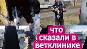 ВЛОГ/ЧТО СКАЗАЛИ В ВЕТЛЕЧЕБНИЦЕ ?/РЕКСИК