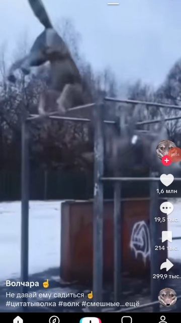 волки шарят