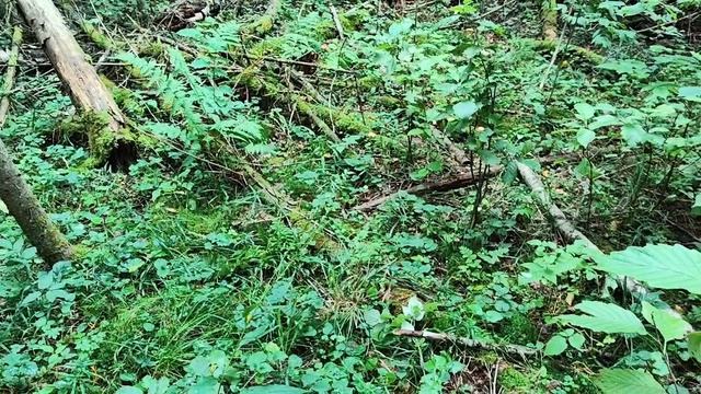 Куда улетают воздушные шарики