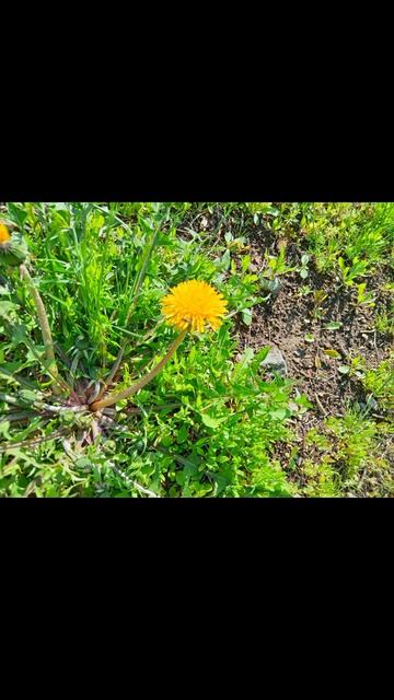 ПОЯВЛЕНИЕ ОДУВАНЧИКОВ