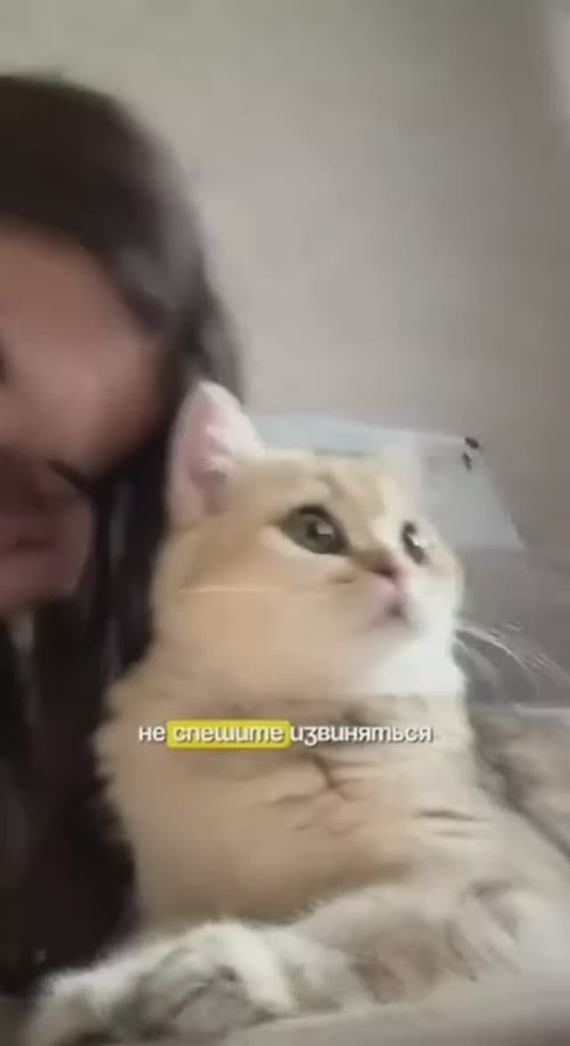 Что делать, если наступил кошке на хвост