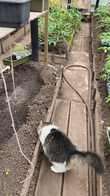 теплица начальник пришёл 24 апреля #теплица #дача #садоводничество #огород #уходзатеплицей