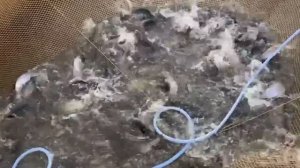 Форелька чувствует себя отлично