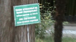 147)з ДЕНДАРИ ПАРК СОЧИ