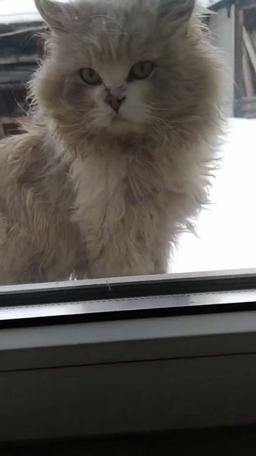 da0b428b98680a0803ee3986c83afc25.mp4