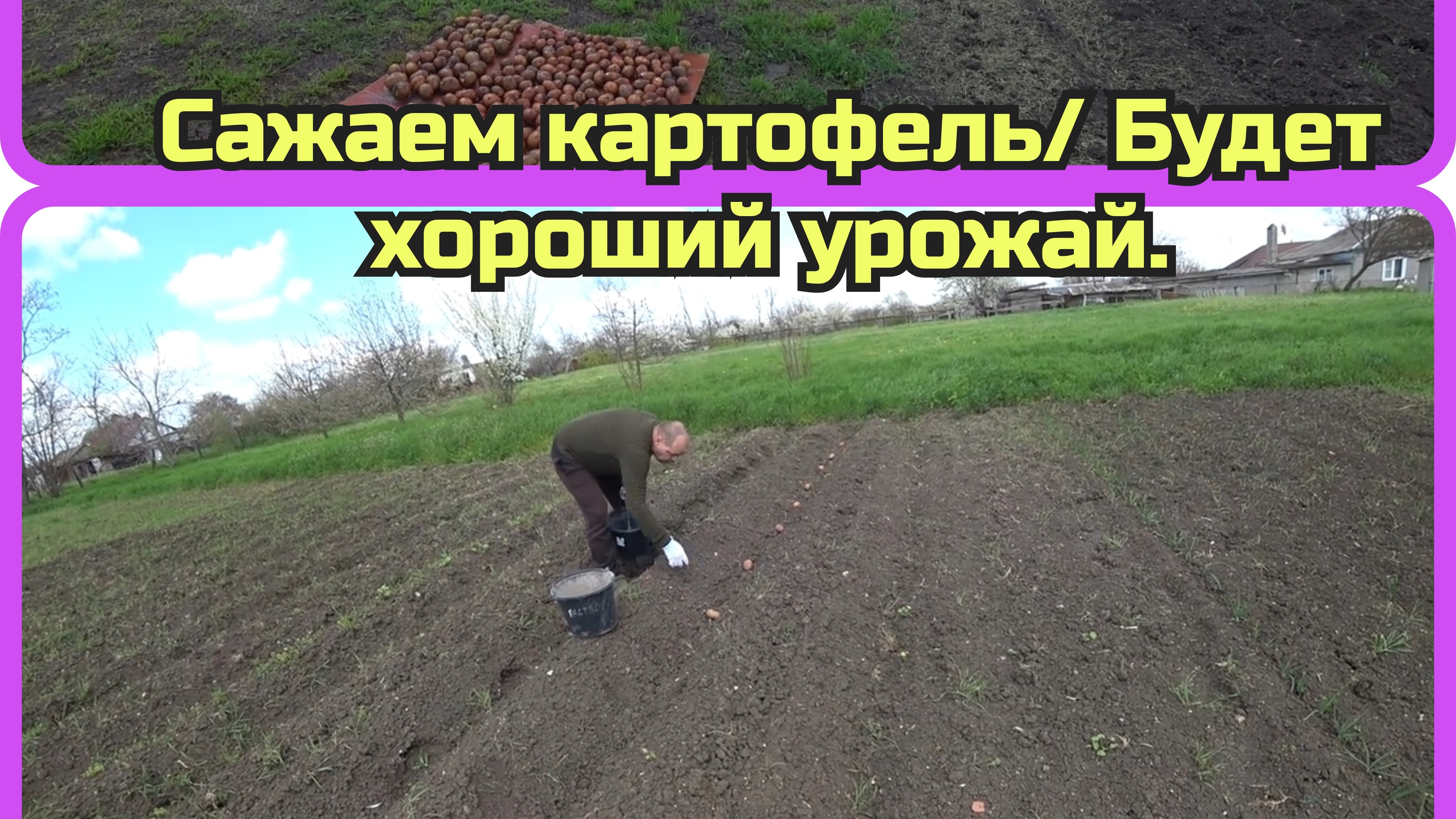 ПОСАДИЛИ КАРТОФЕЛЬСОЛНЦЕ РАБОТАЕТ НА НАС 100РАЗВЁЗ ПЕРЕГНОЙБЕЛИМ СТВОЛЫ ДЕРЕВЬЕВ.