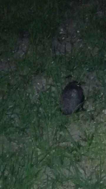 Ёжики в санатории Анапа апрель 2026