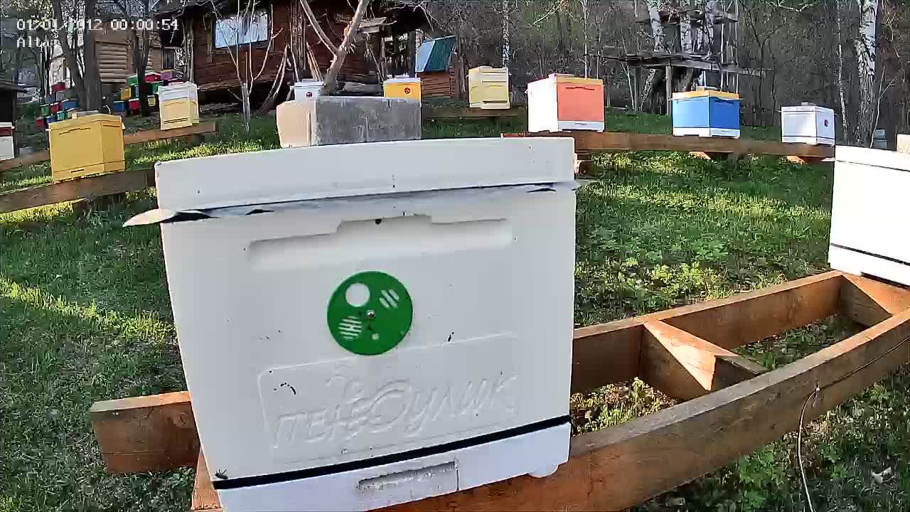 ТВОИ ПЧЁЛЫ - жизнь пчёл в прямом эфире