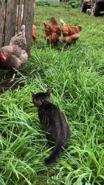 Маленький Пышка - охотник на кур.