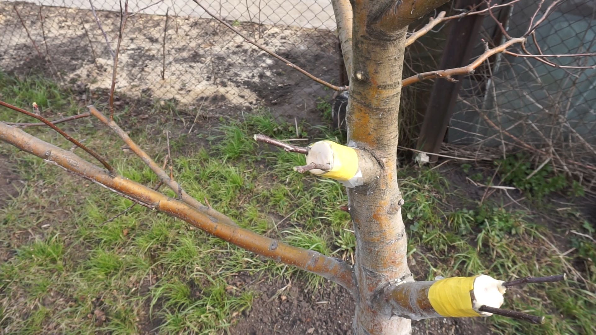 Весенняя прививка деревьев