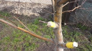 Весенняя прививка деревьев