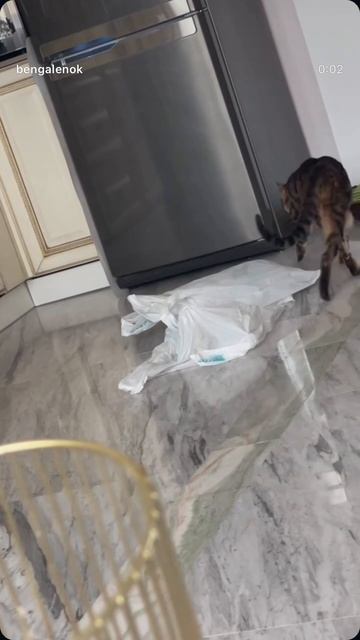 #бенгал #бенгальскийкот