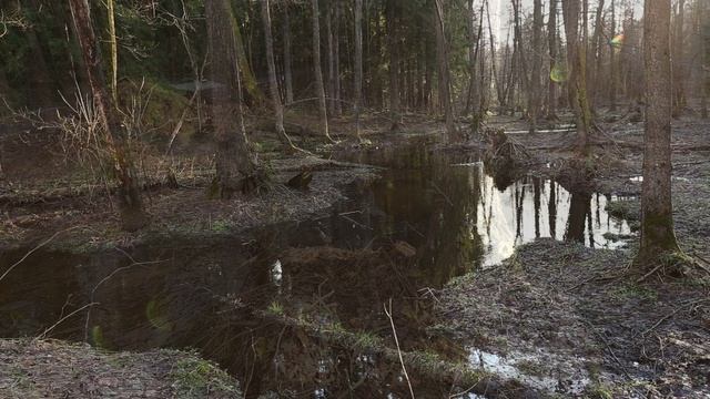 Луховицы. Лесной ручей. Голубые озера. Весна