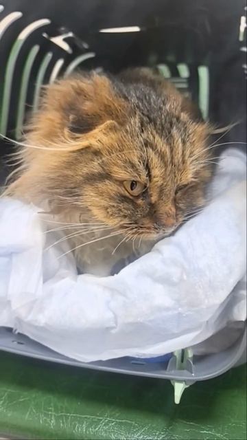 Халва ищет дом