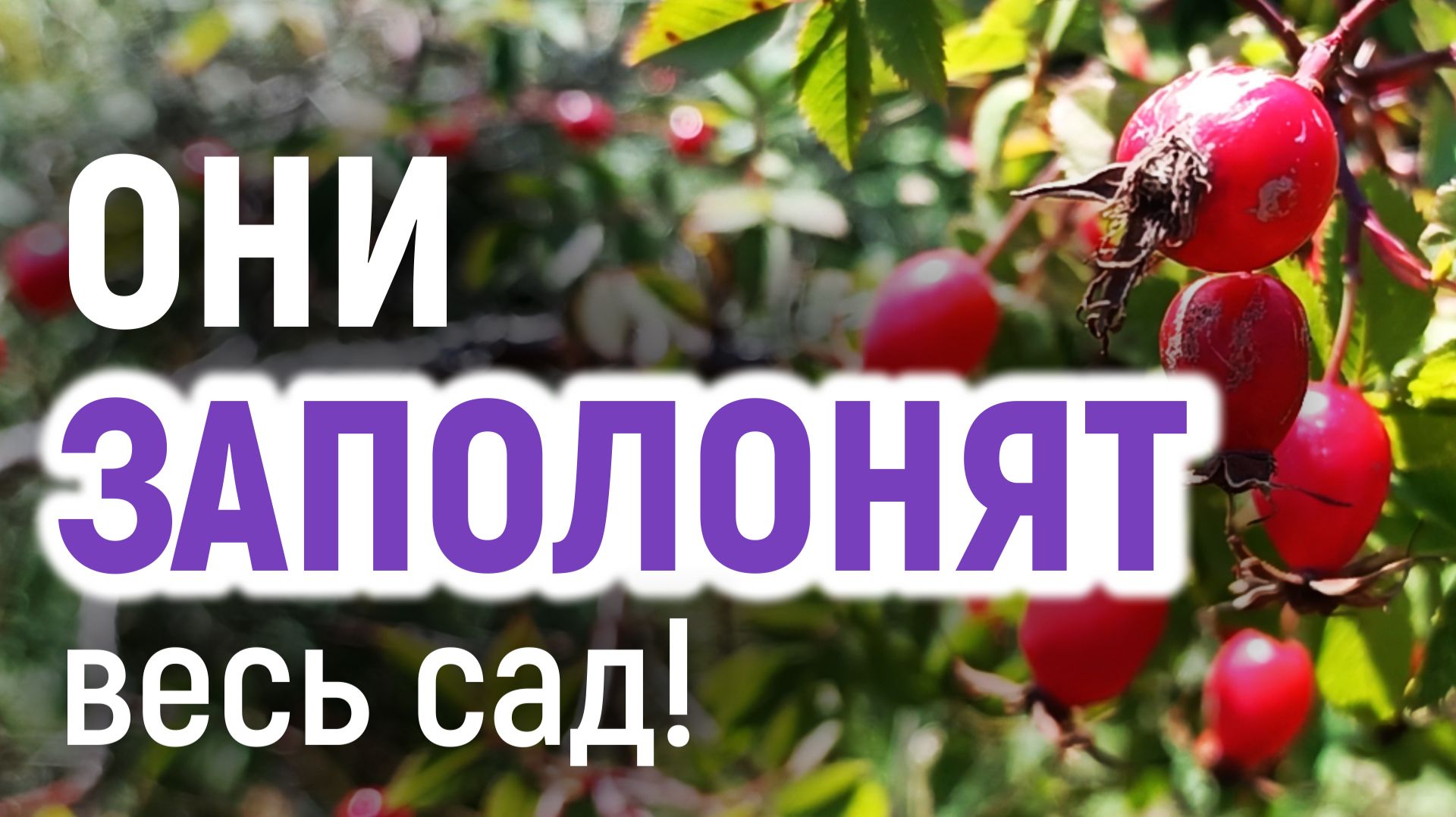 КУСТАРНИКИ-АГРЕССОРЫ в саду. Пожалеете, если посадите!