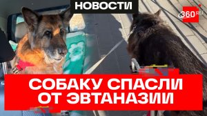 Пожилую овчарку Дину приговорили к эвтаназии в Финляндии, но спасают в России